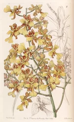 Oncidium cebolleta